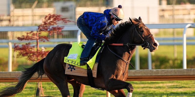 What are Horse Racing Exotics